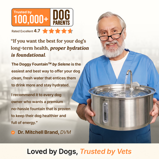 DryWag FreshStream™ Dog Water Fountain